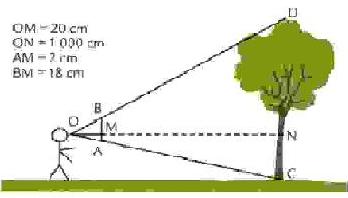 DM DE MATH NIVEAU 3eme Mesurer un arbre avec 2 baguettes
