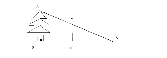 la hauteur d un arbre