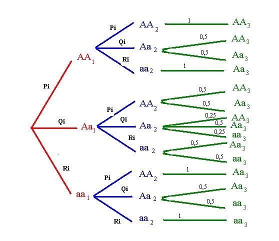 Probabilit� et g�n�tique