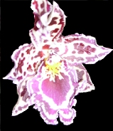 Les orchides