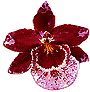 Les orchides
