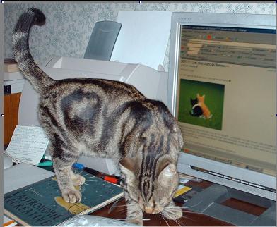 DEFI 71 : Les cinq chats de Borneo.