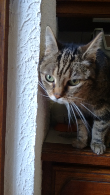 DEFI 71 : Les cinq chats de Borneo.