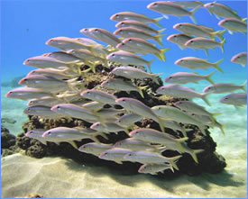 DEFI 83 : Avec des allumettes.