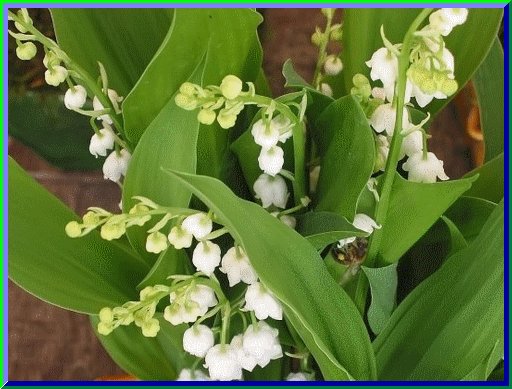 [expresso]_JFF_le muguet de Smil