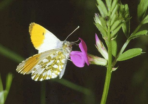 [expresso]_JFF_Charade_74