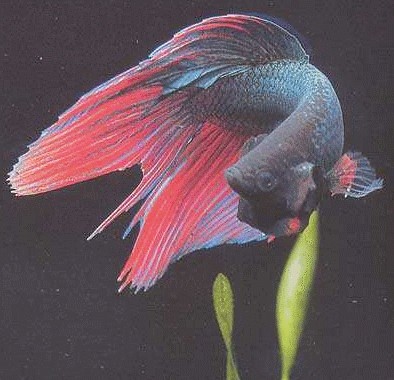 [expresso]_JFF_Charade_85