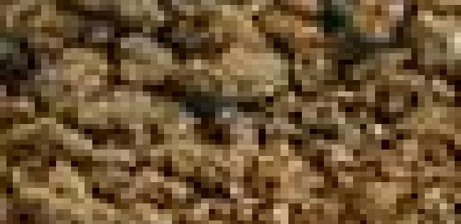 Distributeur de sourire 