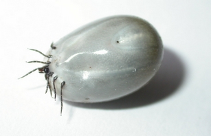 Petite charade illustr�e (3) [Multi-jeux!]