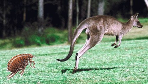 Enigmo 60 : La puce et le kangourou