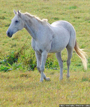 Enigme - les maths en images - (2)