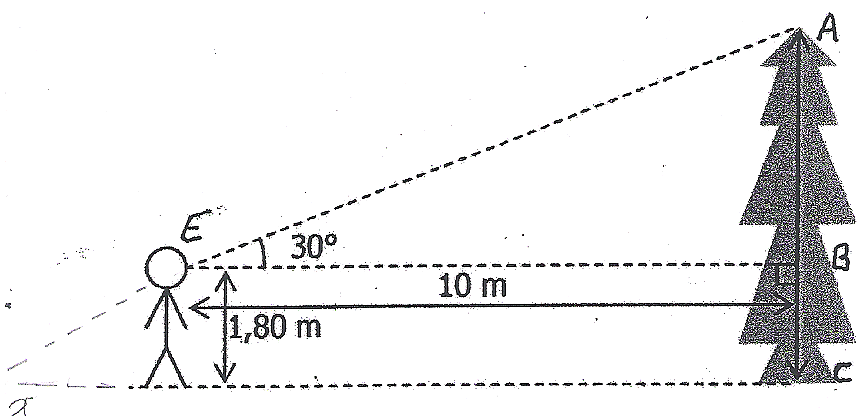 Calculer la hauteur de l'arbre, exercice de cosinus - 284804