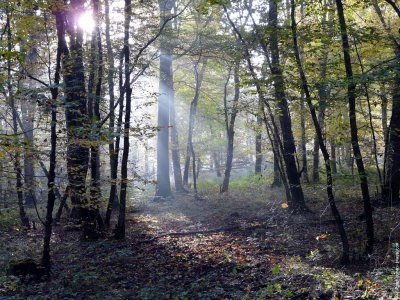 Enigmo 189 : Perdu dans les bois