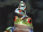 Joute n�6 : La grenouille dans l�escalier