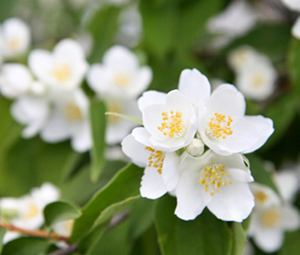 Choix de votre pseudonyme