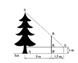 La hauteur d\'un sapin 