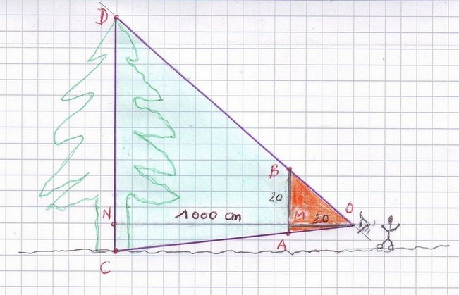 Comment mesurer la hauteur d'un arbre? devoir maison - forum de maths
