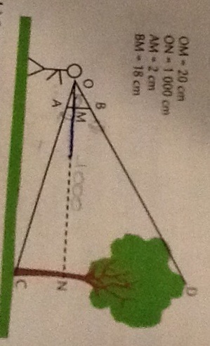 La hauteur d'un arbre : exercice de mathématiques de troisième - 616823