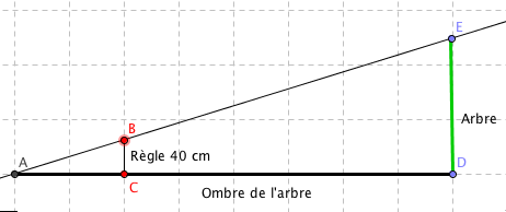 Calculer la hauteur d'un arbre - forum mathématiques - 665017