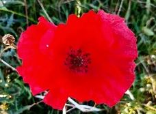 Bon anniversaire veleda