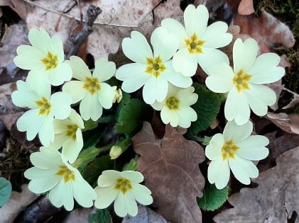 anniversaire sanantonio