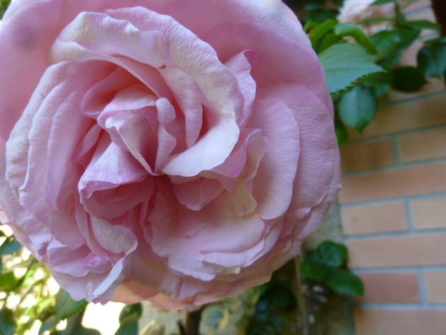 Bon anniversaire Leile 