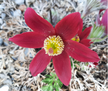 Bon anniversaire Leile 