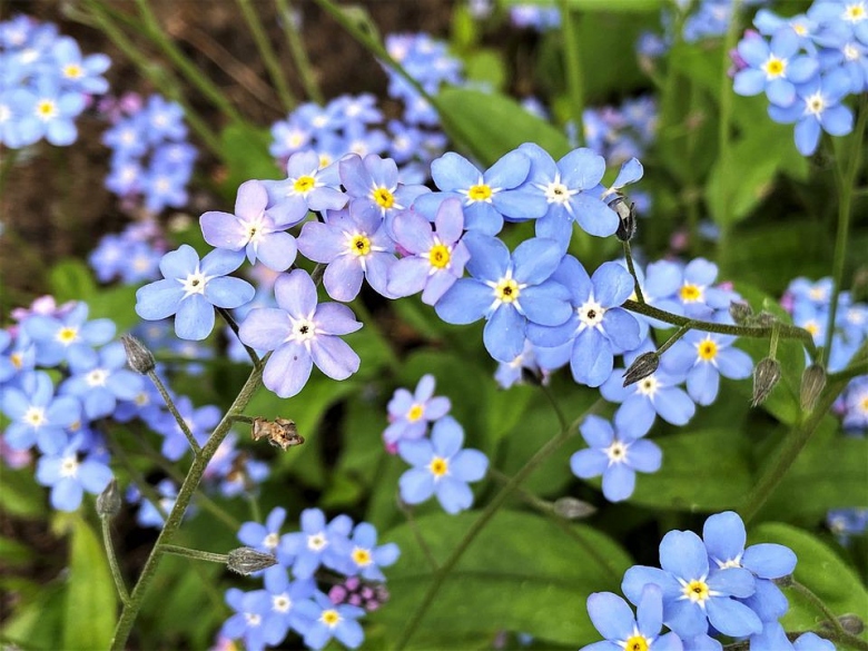 Bon anniversaire Leile 