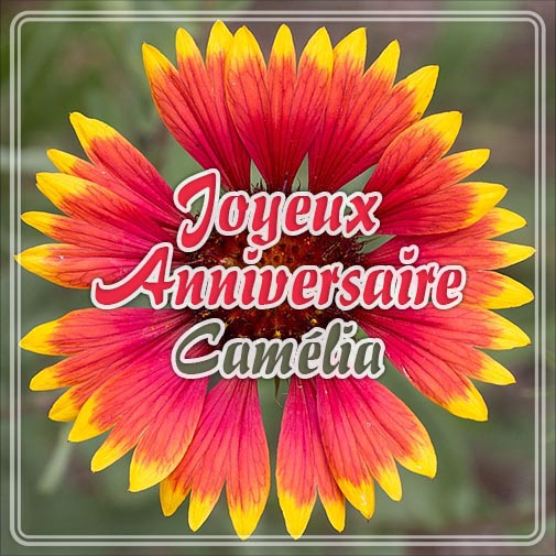 Joyeux anniversaire Camlia