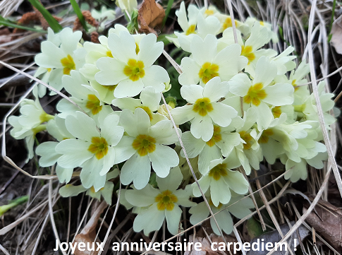 Bon anniversaire Carpediem