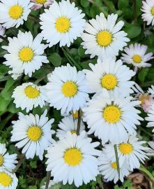 Bon anniversaire Leile