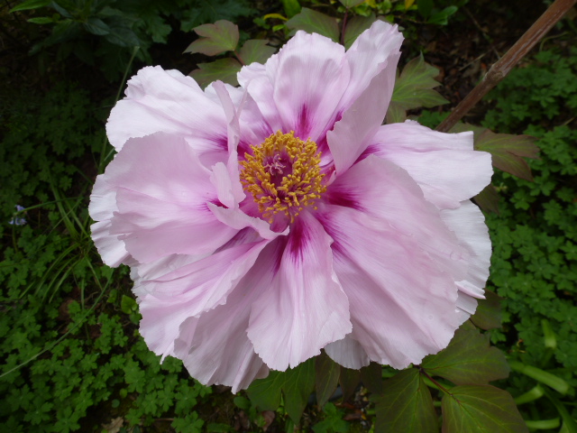 Anniversaire Camelia