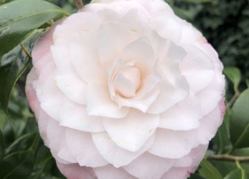 Anniversaire Camelia