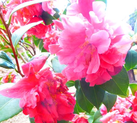 Anniversaire Cam�lia