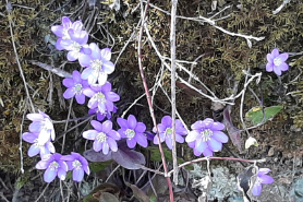 Anniversaire Cam�lia