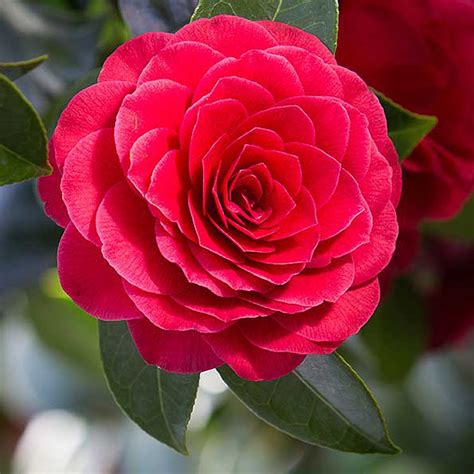 Anniversaire Cam�lia