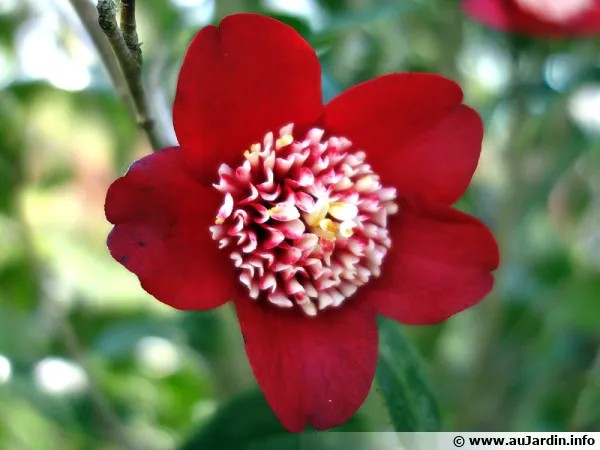 Anniversaire Cam�lia