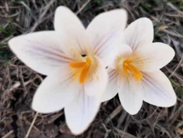 Bon anniversaire LeHibou