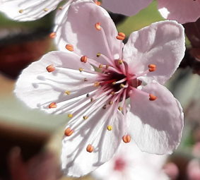 Bon anniversaire Zormuche